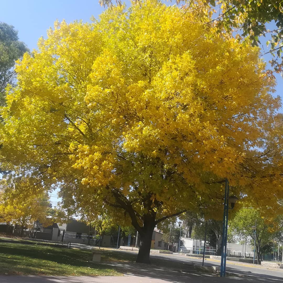 ¡Llegó el Otoño en el Alto Valle!
